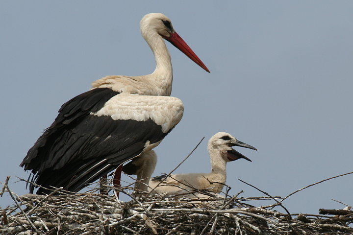 �V���o�V�R�E