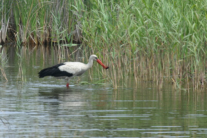 �V���o�V�R�E